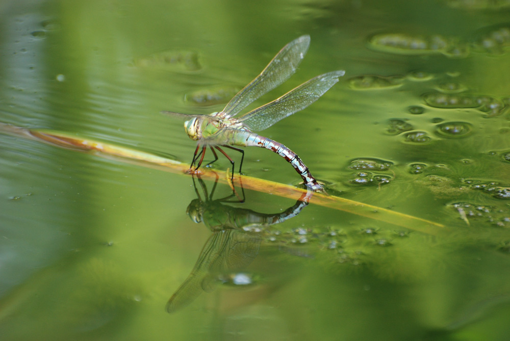 Wasser ist zum tanken da.