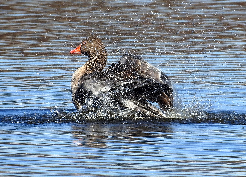 Wasser ist zum waschen da...