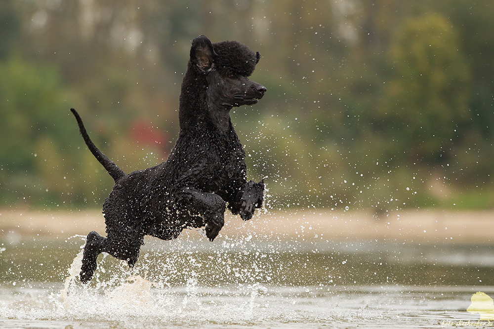 Wasser kann Hunde verändern :-)