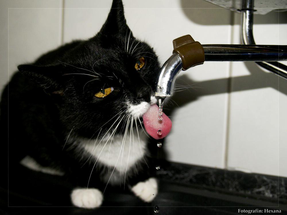 Wasser Katz