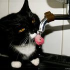 Wasser Katz