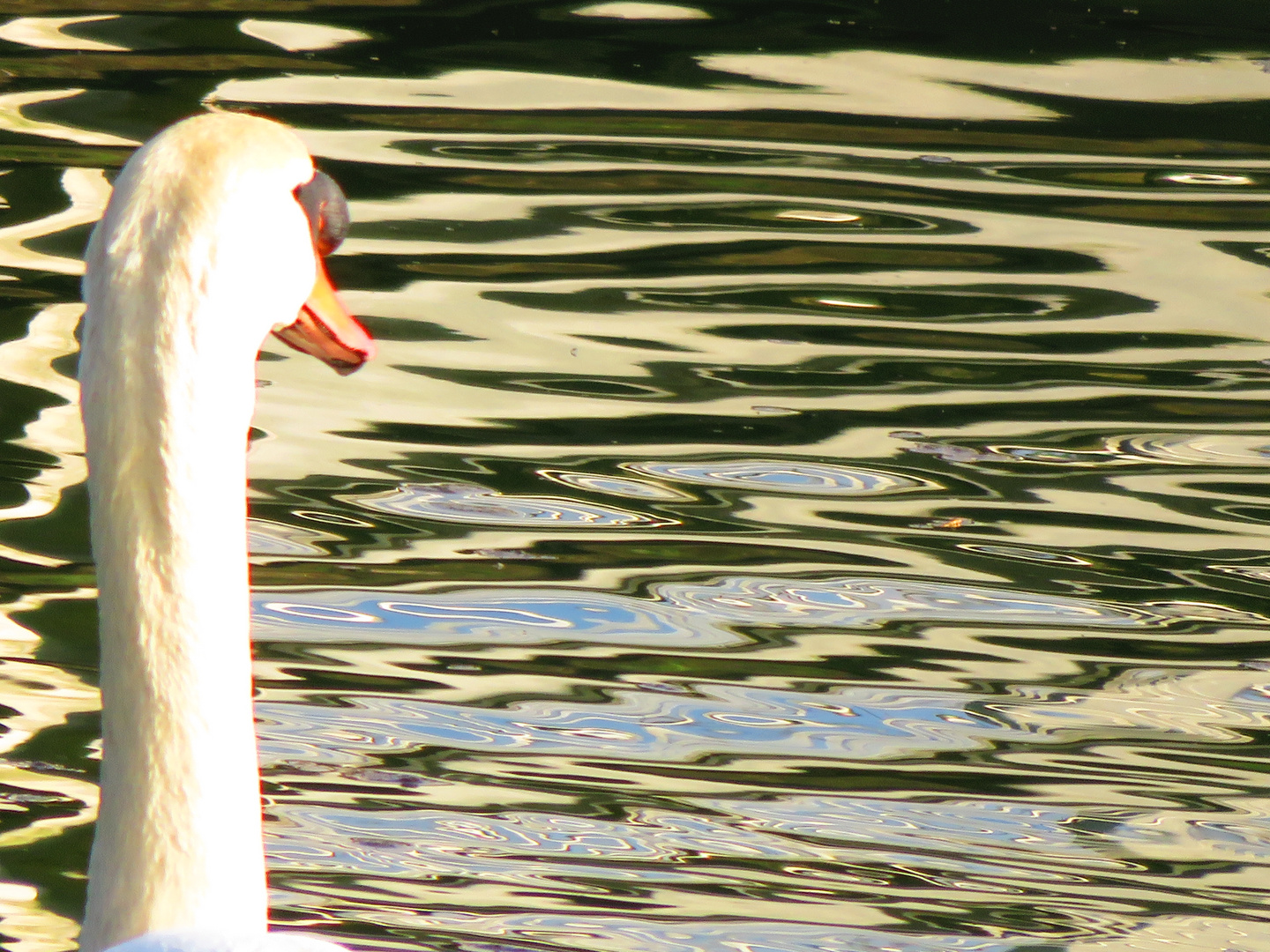 Wasser klar mein Schwan...