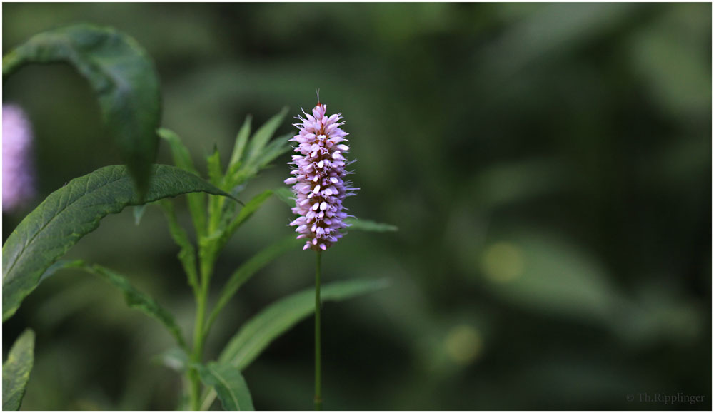 Wasser-Knöterich (Persicaria amphibia (L.) Delarbre; Syn.: Polygonum amphibium L.)