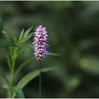 Wasser-Knöterich (Persicaria amphibia (L.) Delarbre; Syn.: Polygonum amphibium L.)