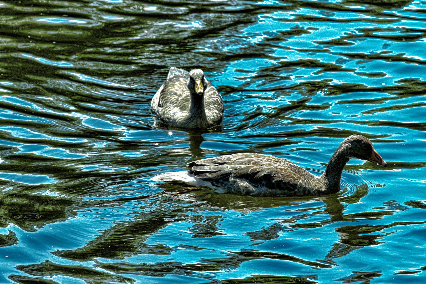 Wasser- Kreuzer