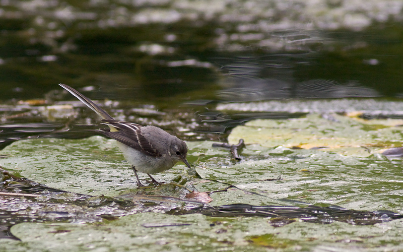 Wasser Läufer