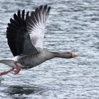 Wasser-Läufer mit Flügel -Unterstützung