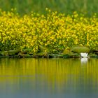 Wasser-Landschaften