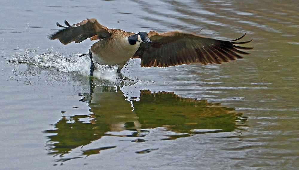 "Wasser - Landung"