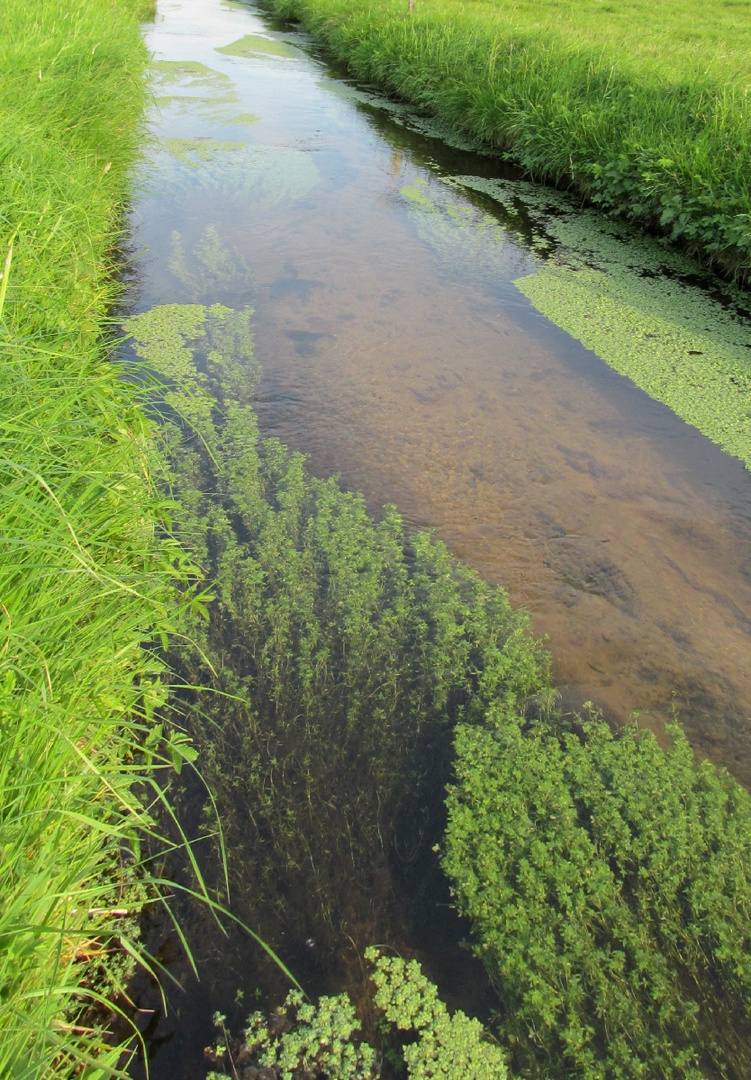 Wasser ... lauf