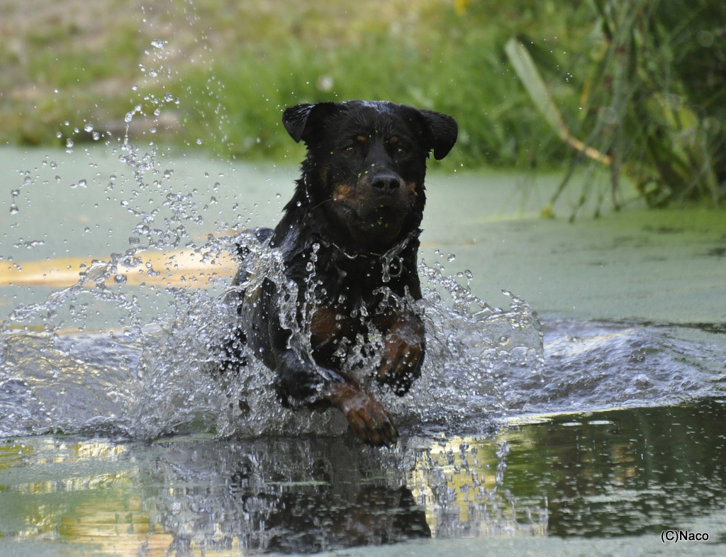 Wasser Lebens - Elexier und Fun - Faktor