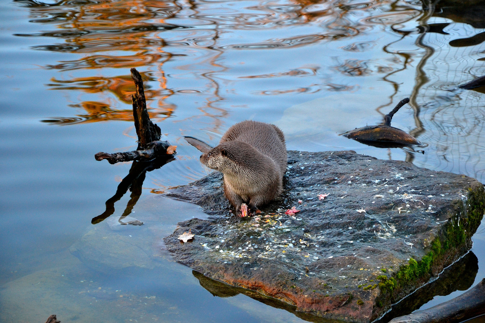 Wasser: Lebensgrundlage vieler Tiere