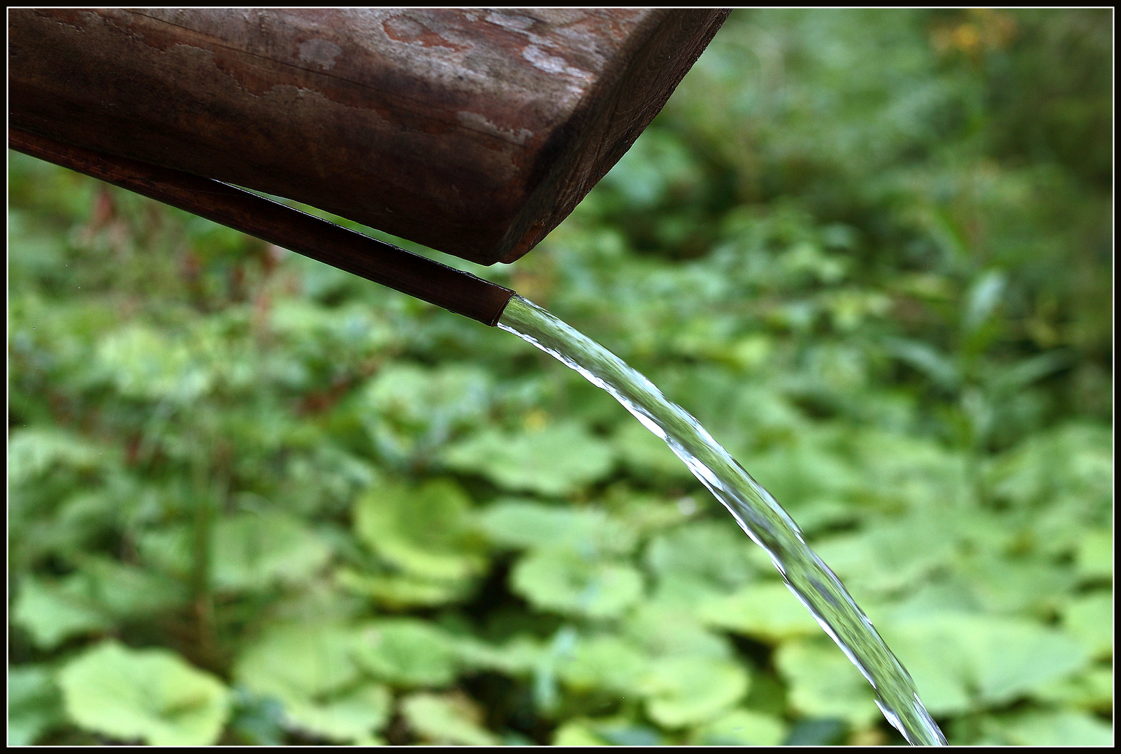 Wasser - Lebensquell