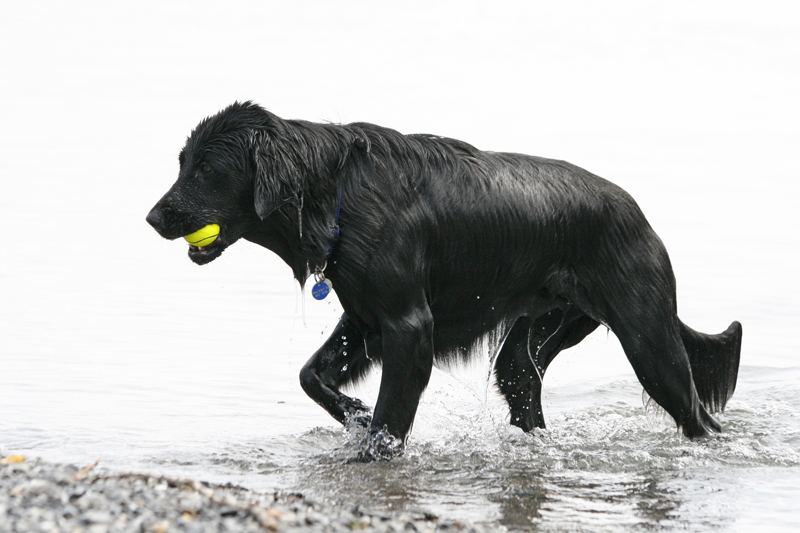 Wasser, Licht & schwarzer Hund...