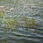 Wasser liebende Blühpflanzen