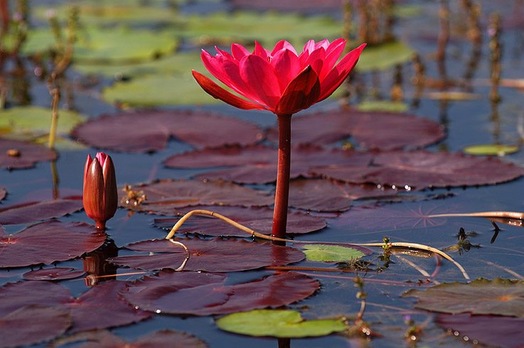 Wasser-Lillie auf dem Inlay Lake