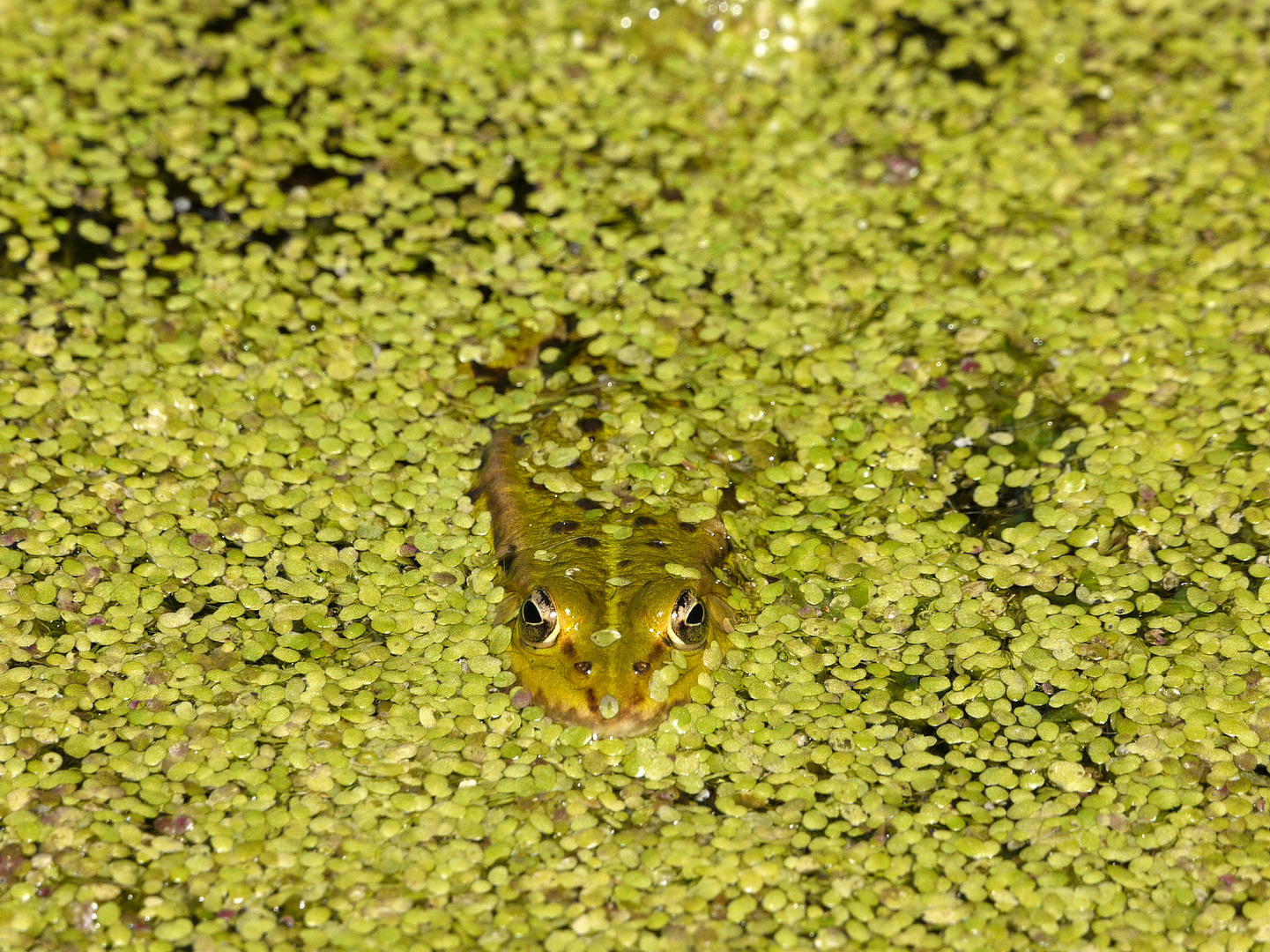 (Wasser)-Linsengericht