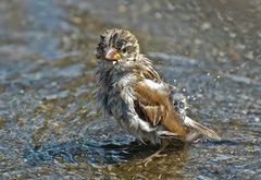 Wasser macht schön!