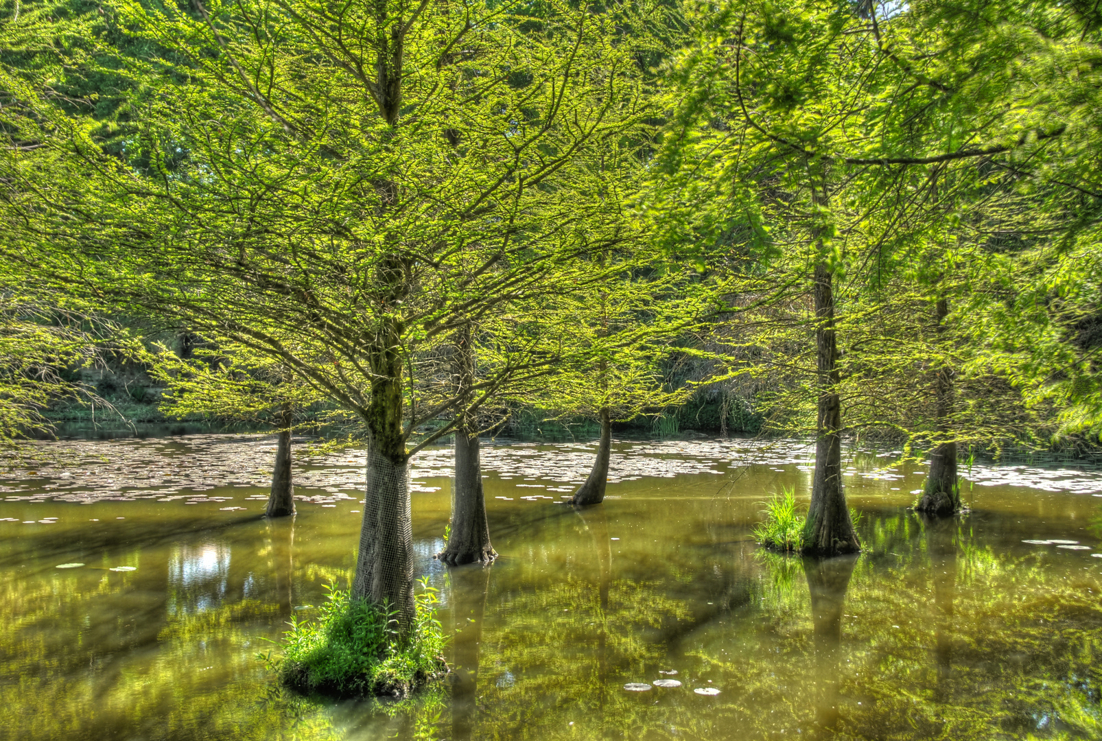 Wasser Märchenwald