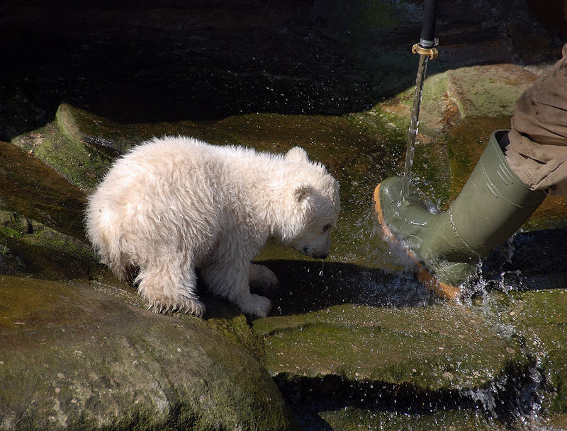 Wasser mag doch jeder ...