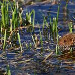 WASSER MARSCH