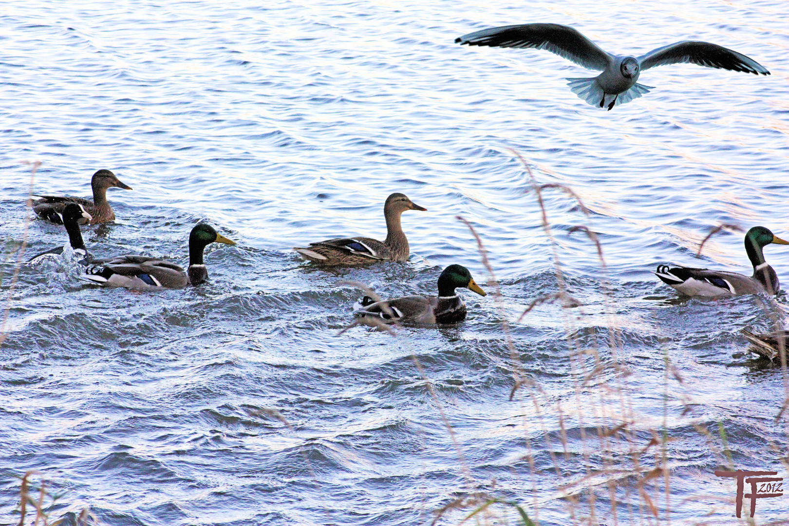 "Wasser Marsch" der Vögel.