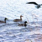 "Wasser Marsch" der Vögel.