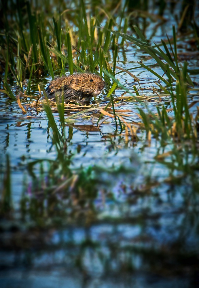 "Wasser - Maus"