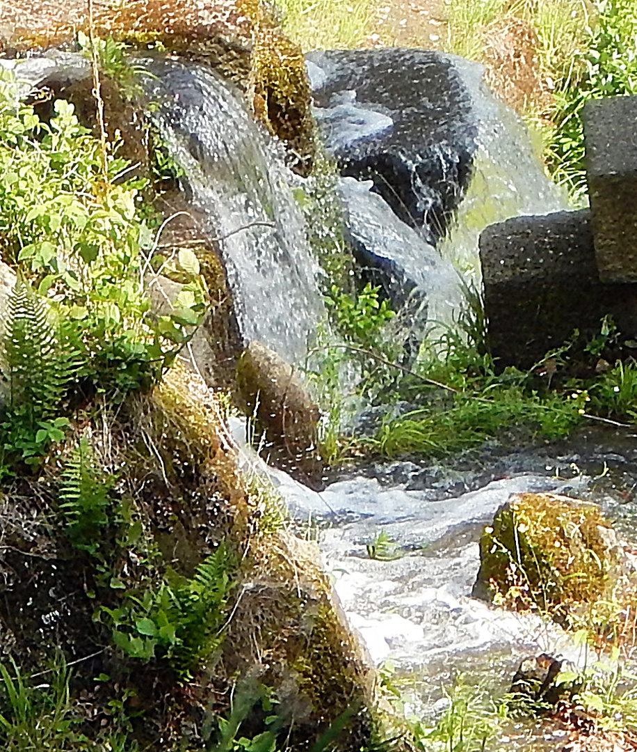 Wasser mit Grünzeugs!!!