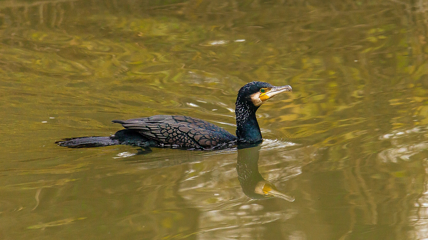 Wasser muss sein zum Fische Fangen und ein paar Runden ...