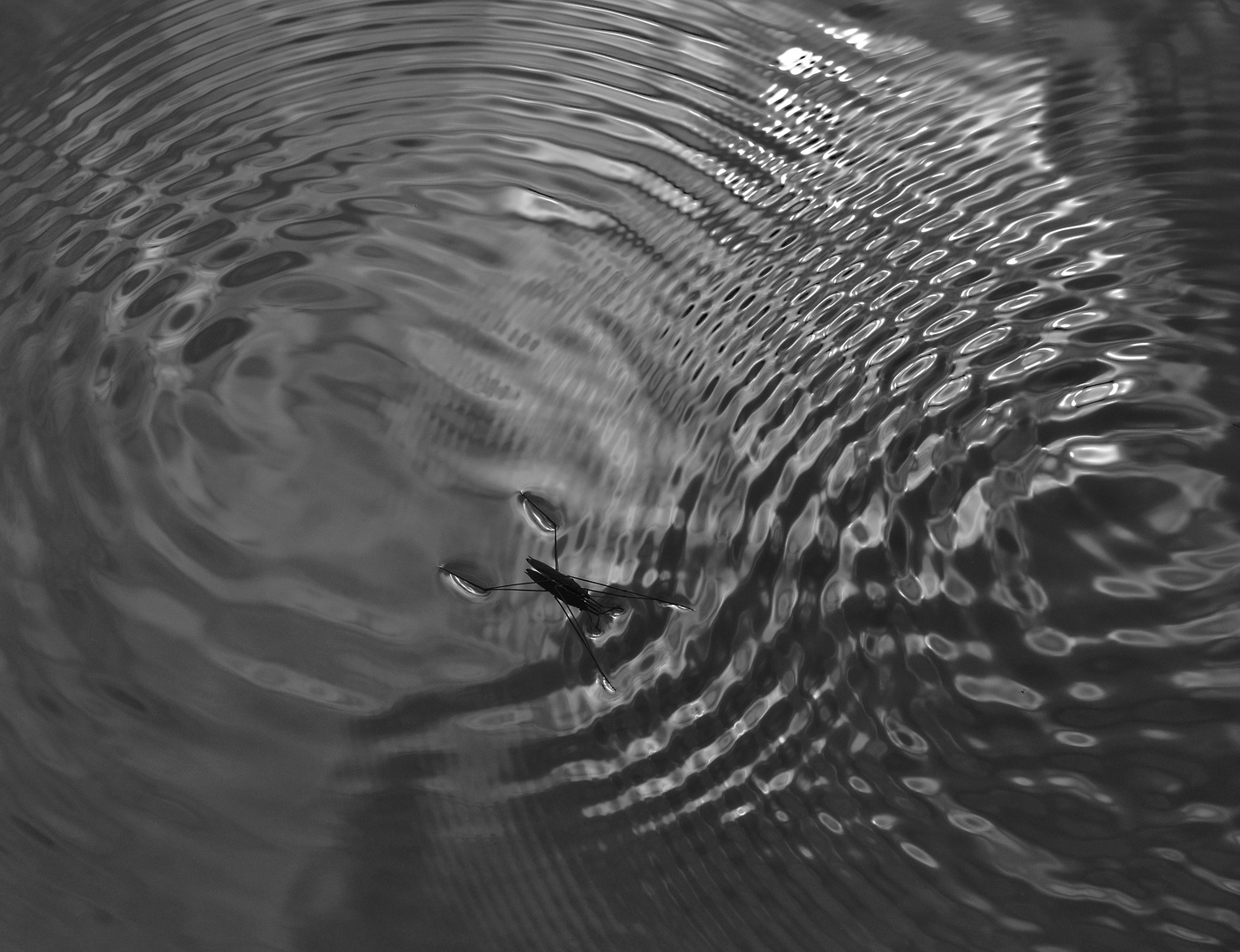 Wasser-Oberflächenkreationen durch Wasserläufer