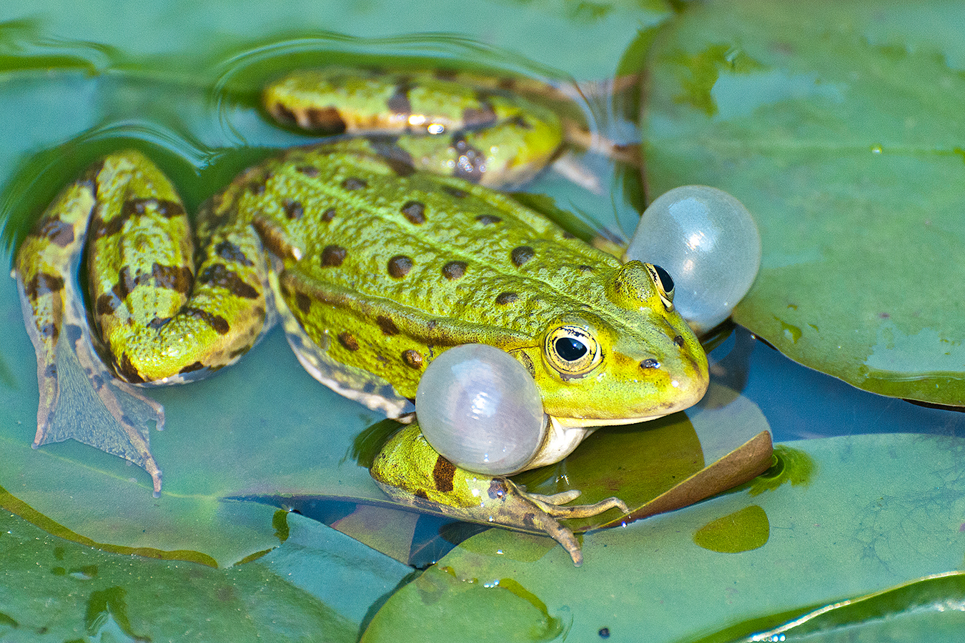 Wasser- oder Teich­frosch (Rana esculenta oder Pelophylax esculenta)