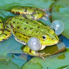 Wasser- oder Teich­frosch (Rana esculenta oder Pelophylax esculenta)