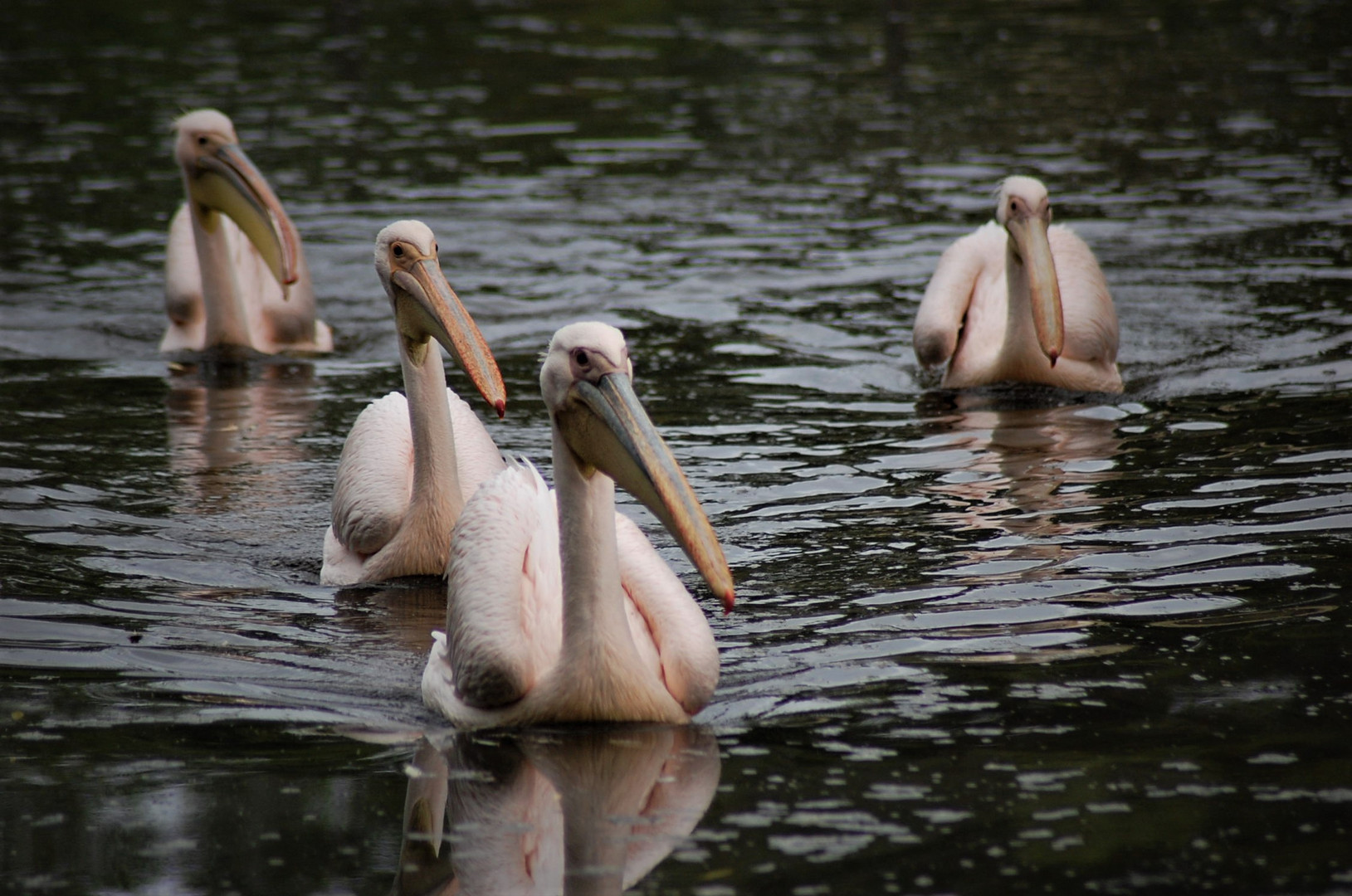 Wasser Patrouille 