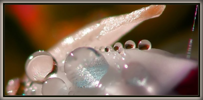 Wasser-Perlen auf einer Erika-Blüte