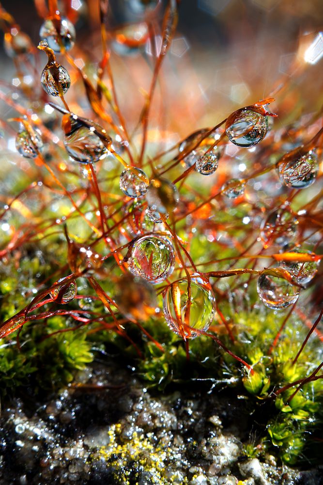 Wasser - Perlen by Martin Wohlgemuth 