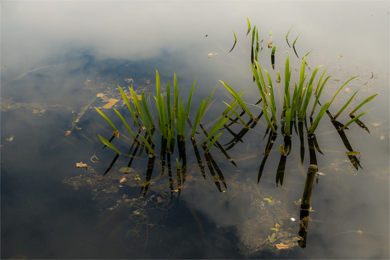 Wasser -pflanzen und -strukturen