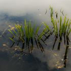 Wasser -pflanzen und -strukturen