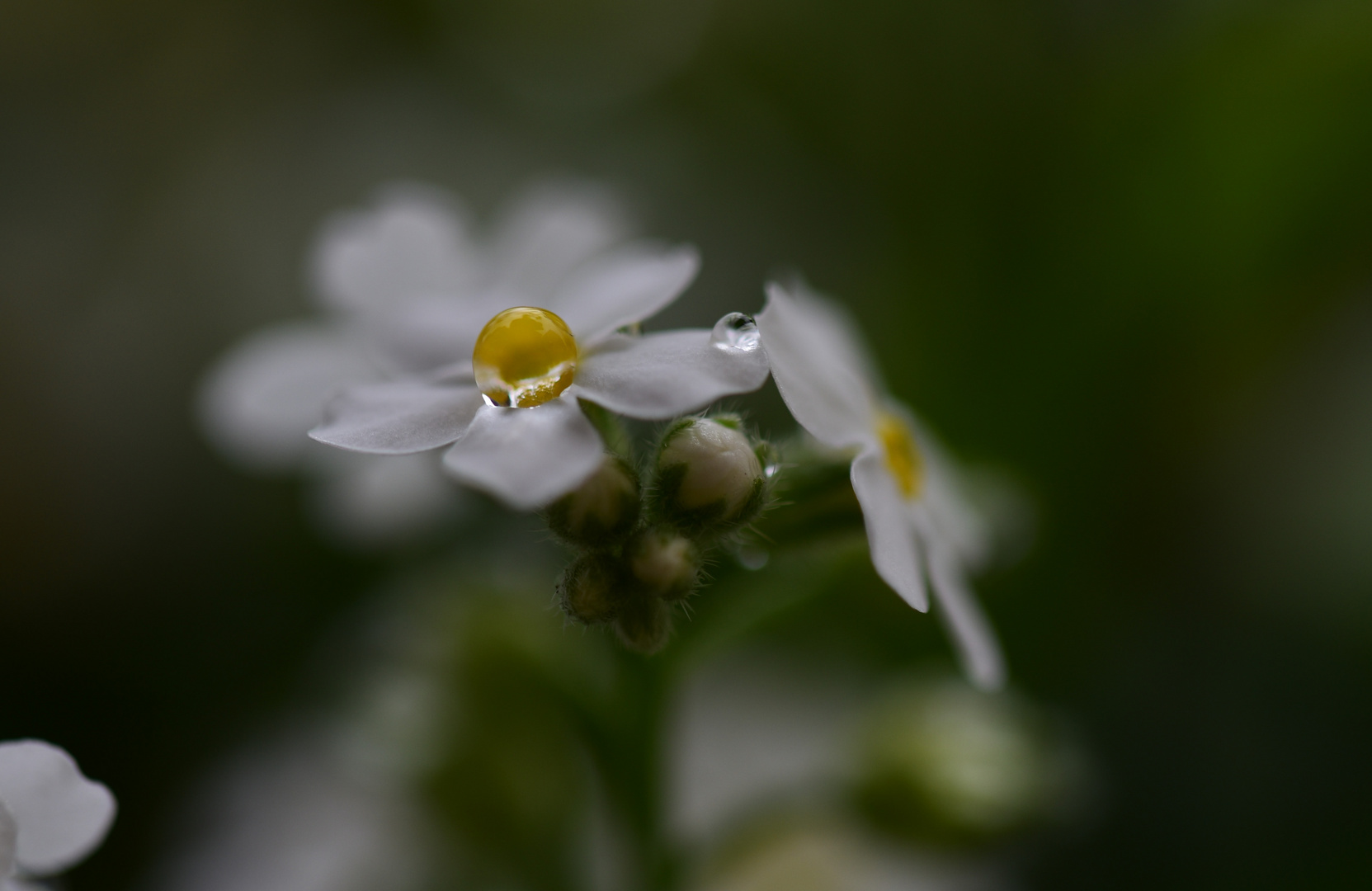 Wasser - Quell allen Lebens (2)