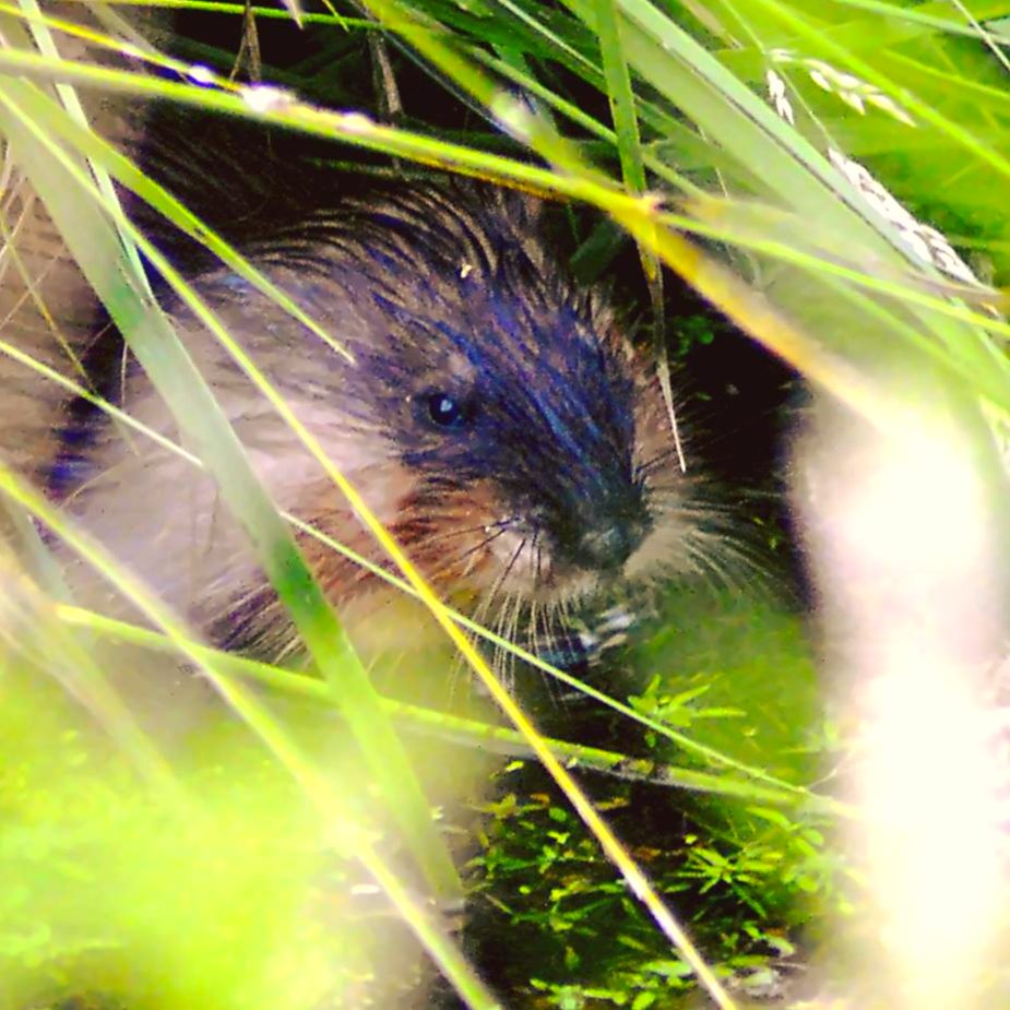 Wasser Ratte am Ufer Gräser fressen 