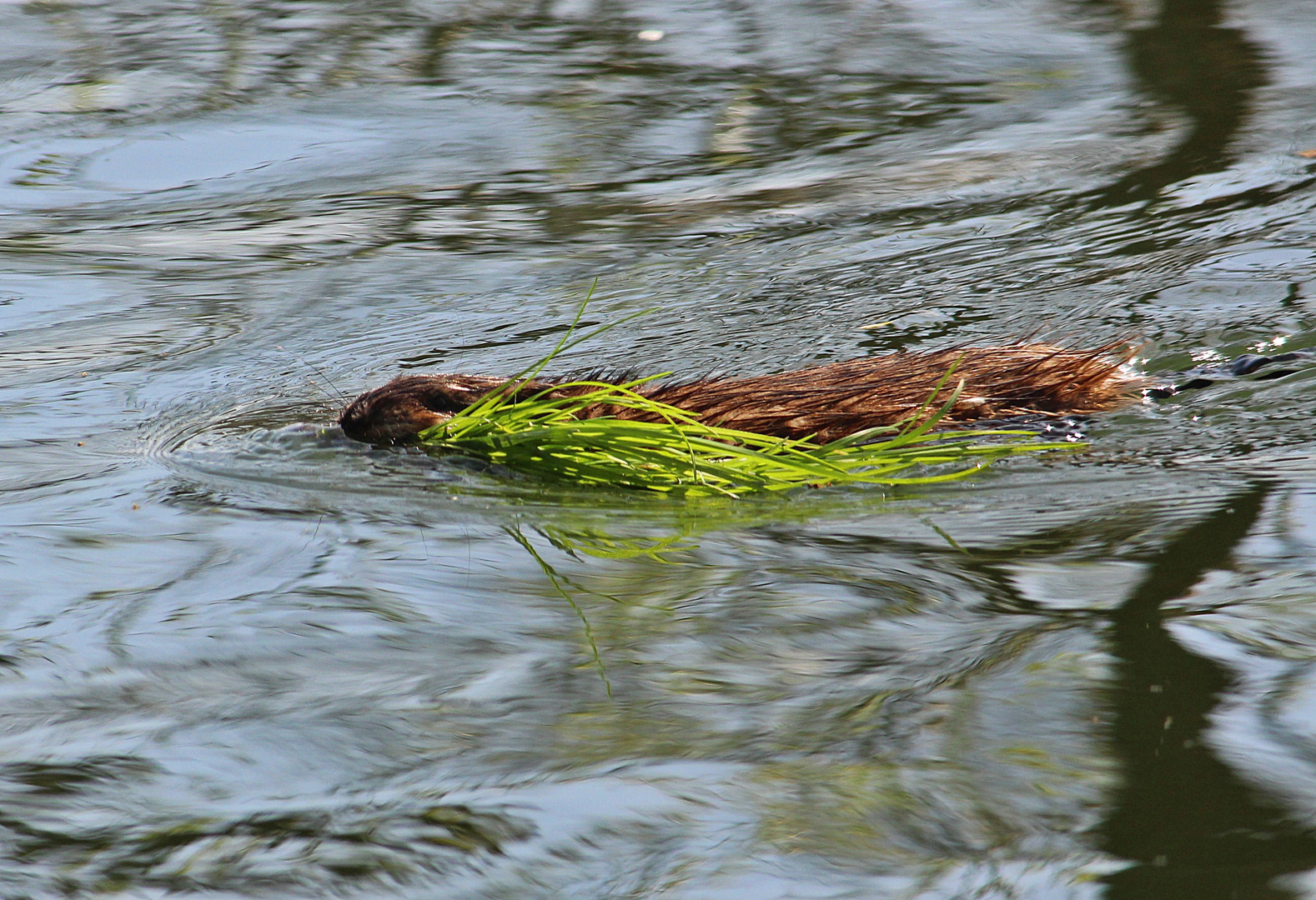 Wasser-Ratte