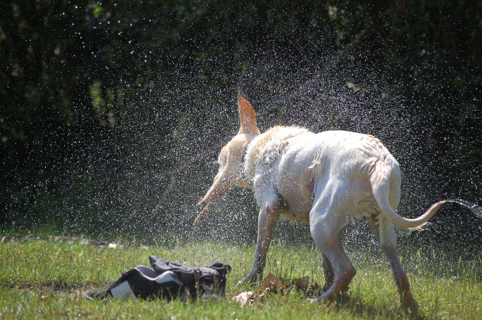 Wasser raus aus dem Pelz