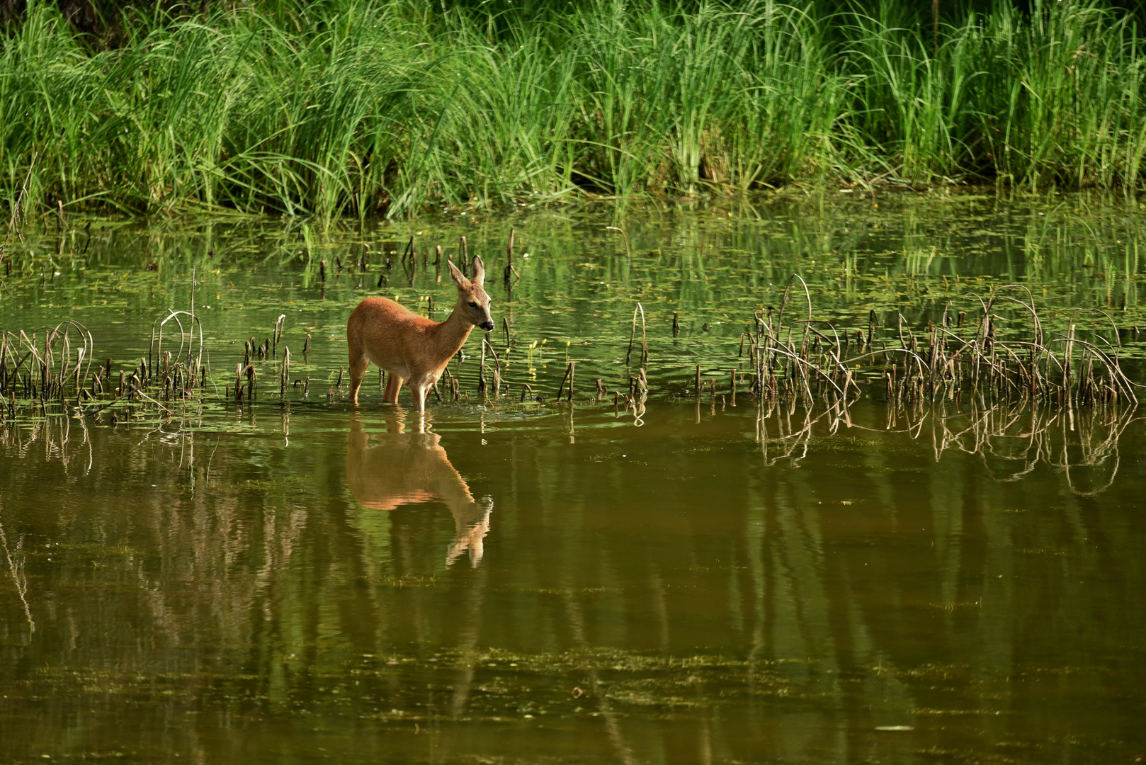 Wasser-Reh_07a