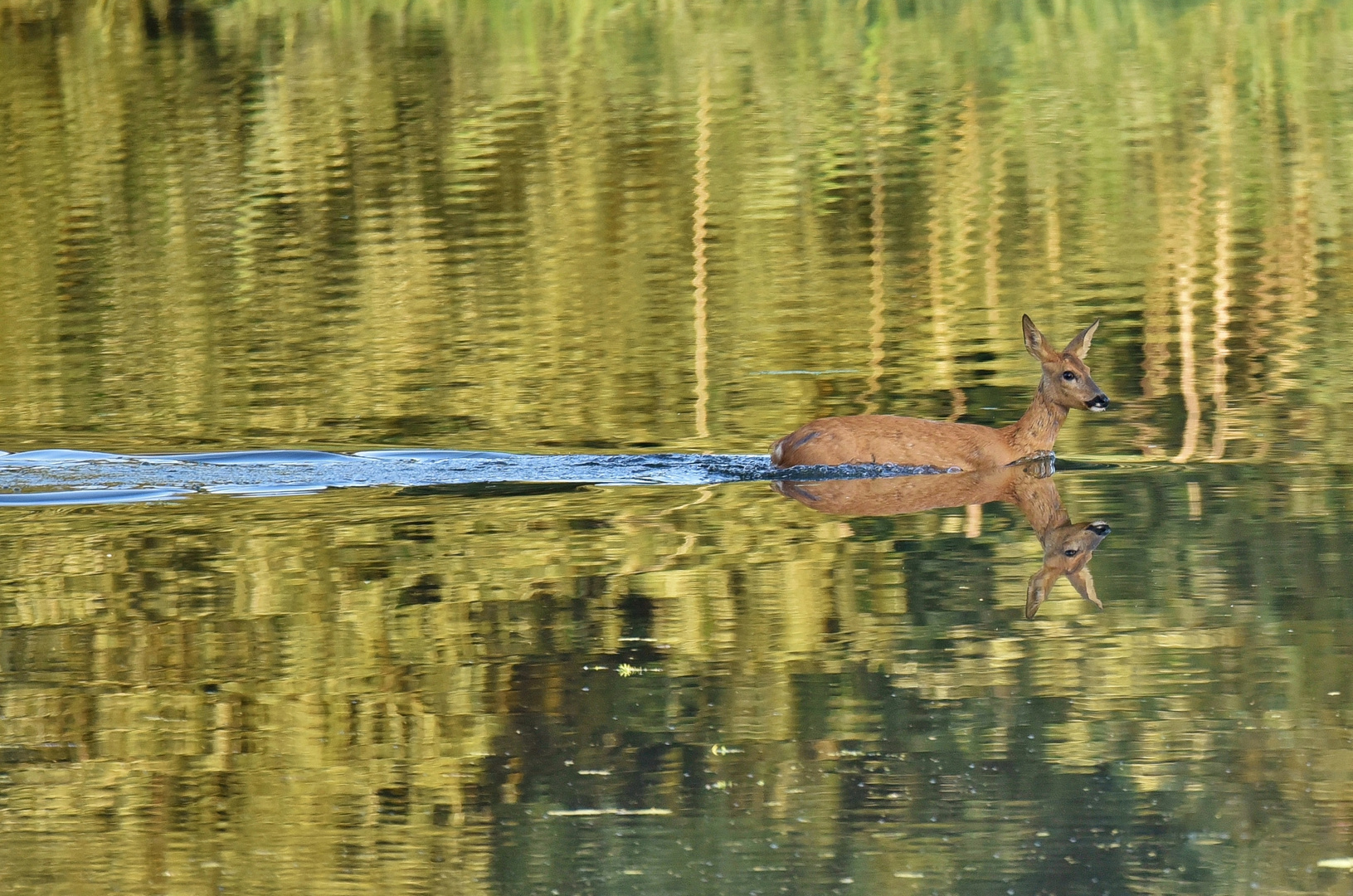 Wasser-Reh_08d