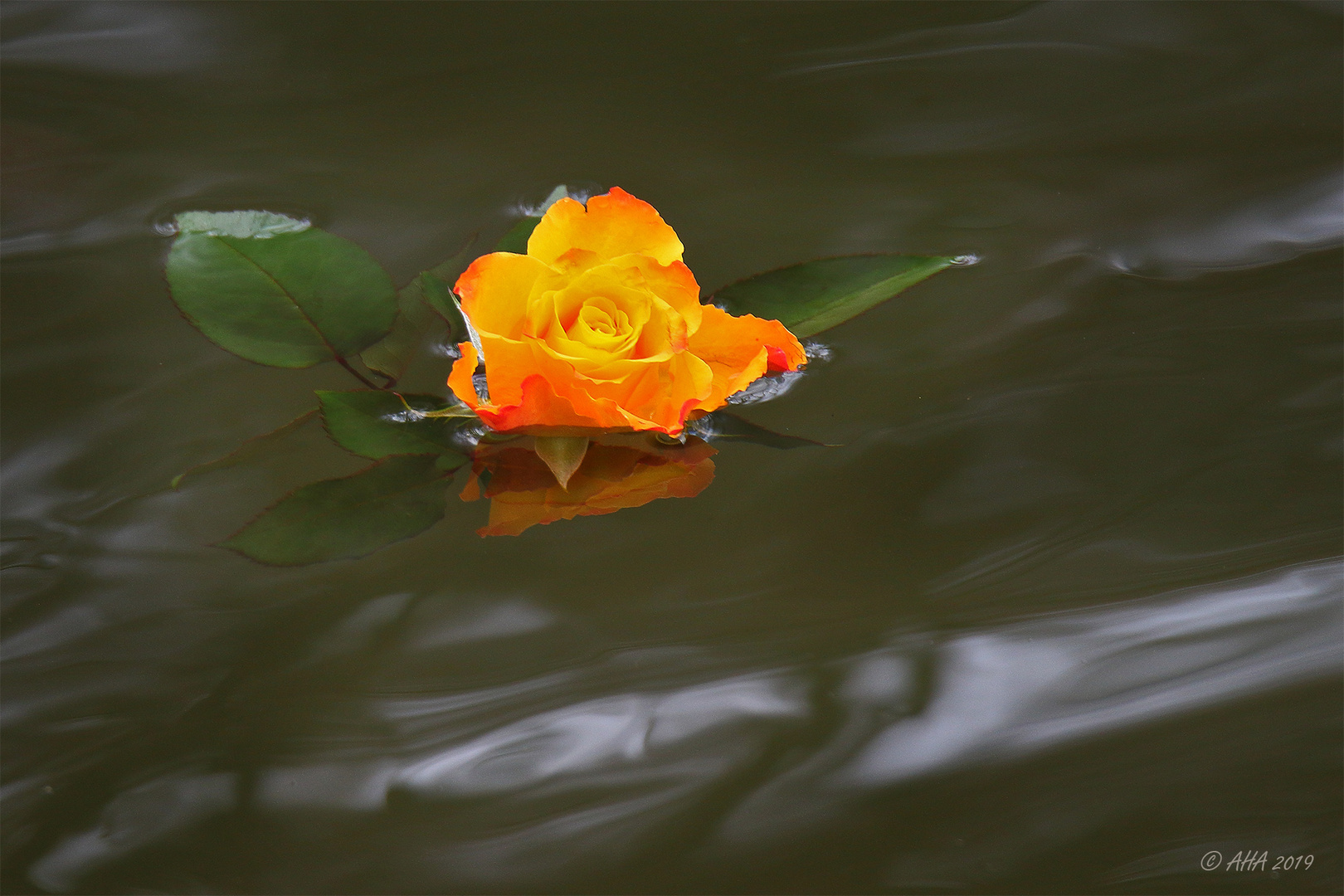 Wasser - Rose