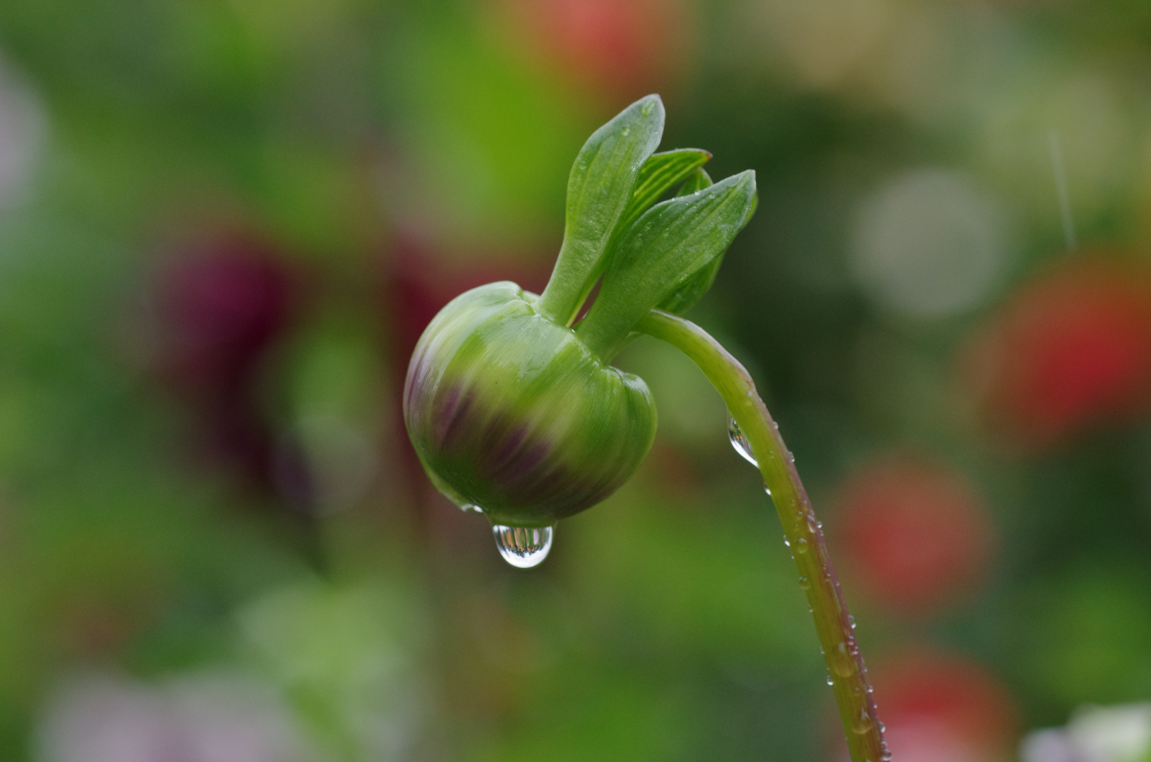 Wasser-Rose oder so,