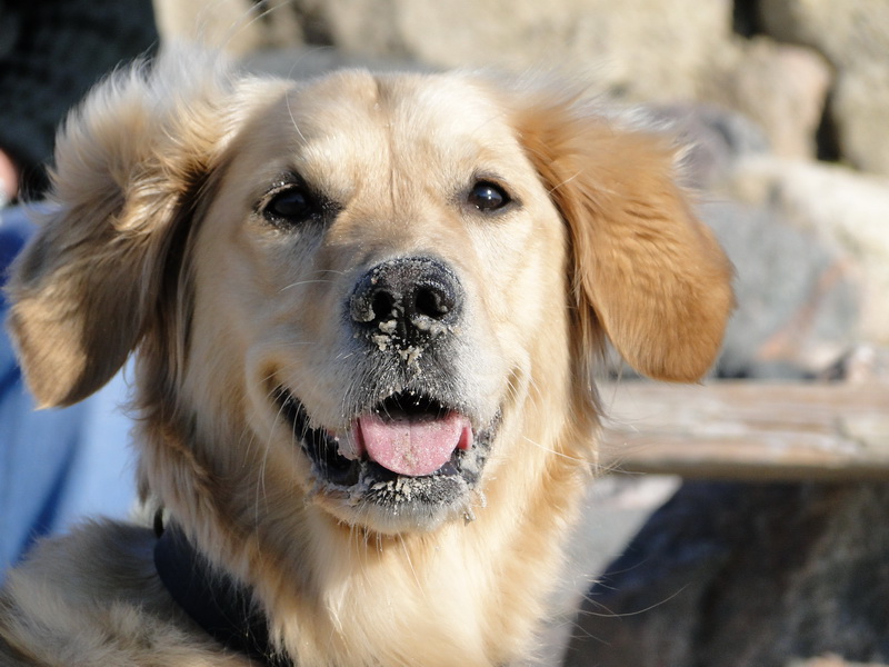 Wasser-Sand =Hund