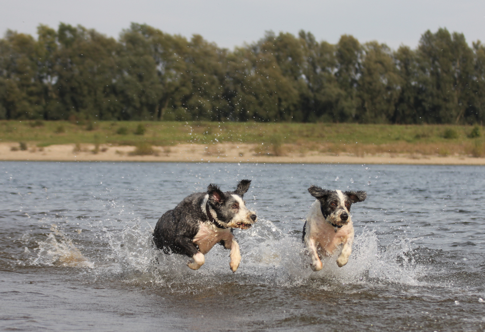 Wasser-Schafe?