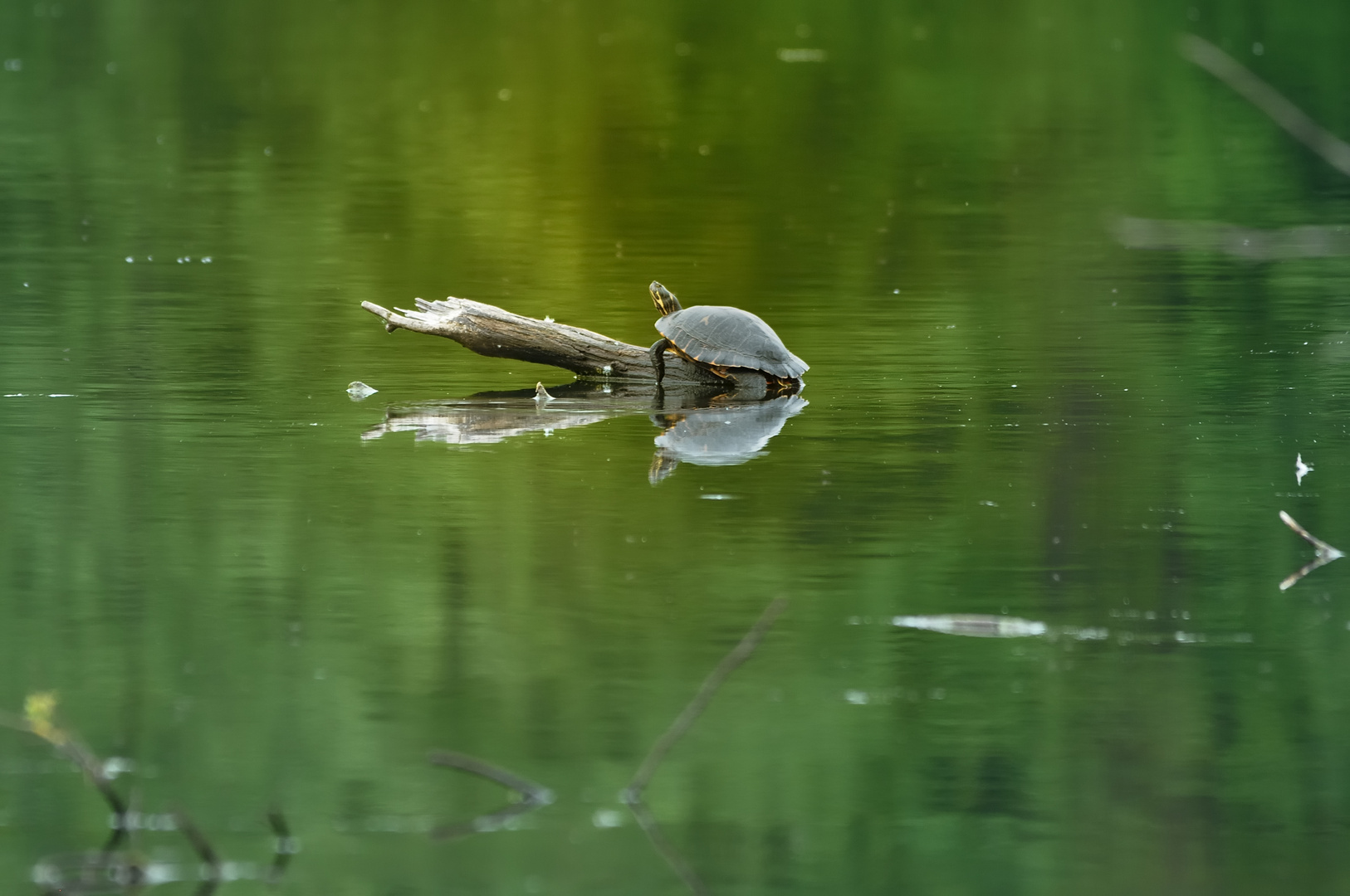 Wasser Schildkröde