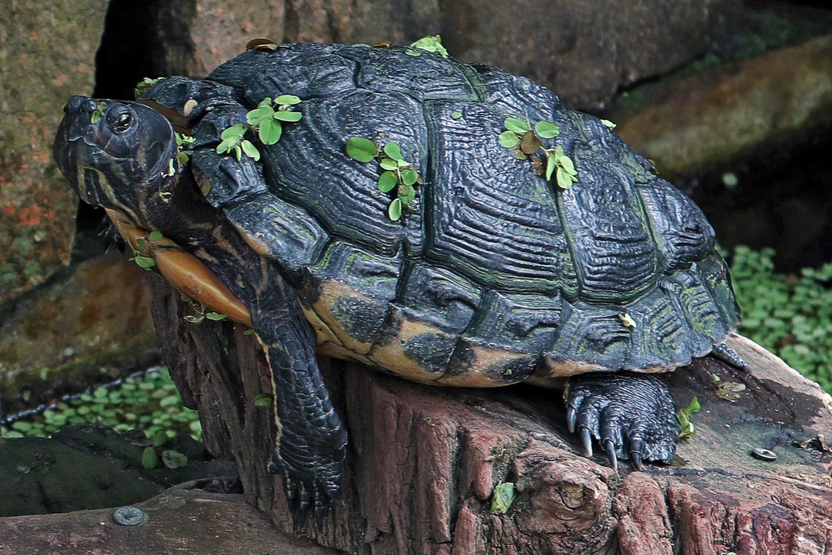 Wasser-Schildkröte